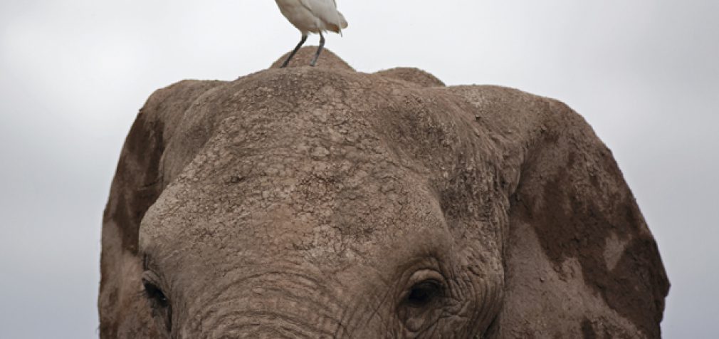 THE SYMBIOTIC RELATIONSHIP BETWEEN AGENT AND UNDERWRITER: AN UNDERVALUED ASSET