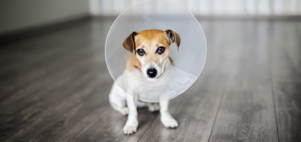PET PROTECTION: UNLEASHING POTENTIAL IN AN UNDERSERVED MARKET
