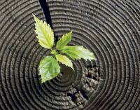 NEW AND EMERGING PRODUCTS