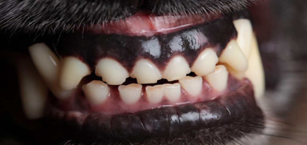 IS ONE BITE ENOUGH?