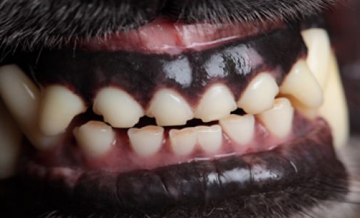 IS ONE BITE ENOUGH?