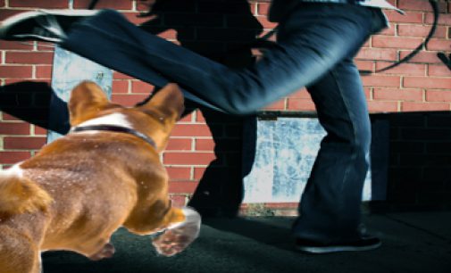 A DOG BITE CASE FROM A DIFFERENT DIRECTION