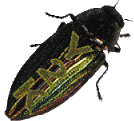 y2k bug