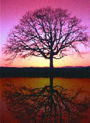 cecil tree