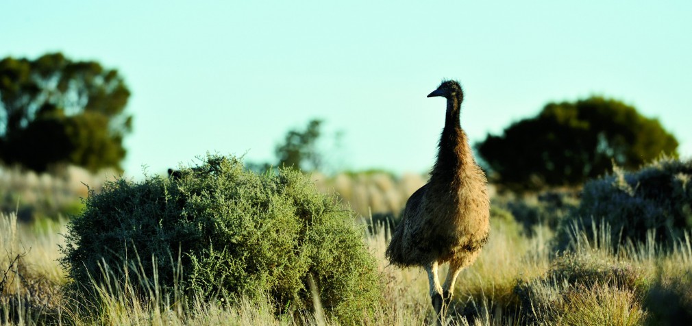 AGENTS E&O—NOT COVERAGE FOR LARGE FLIGHTLESS BIRDS
