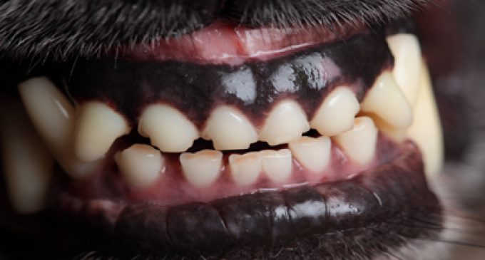 IS ONE BITE ENOUGH?