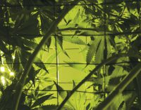 FOCUS ON CANNABIS INSURANCE