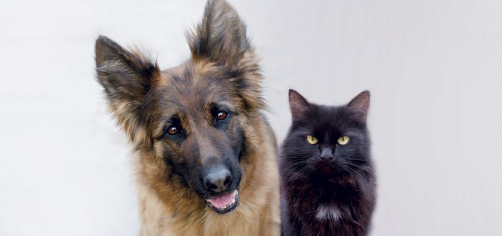 A POLICY FOR FIDO AND MITTENS