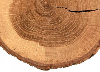 CULTIVATING ACULTURE OF GROWTH