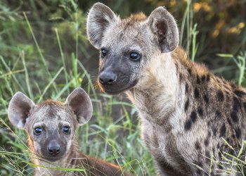  ISO’s HEAD-SCRATCHER ON LITIGATION FINANCE