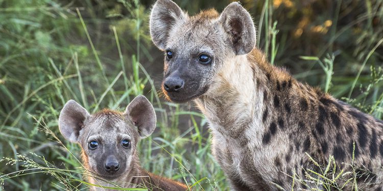  ISO’s HEAD-SCRATCHER ON LITIGATION FINANCE